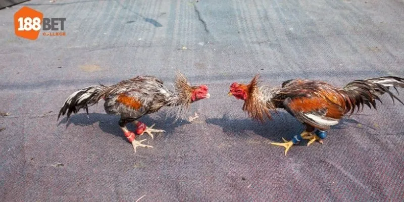 Các cửa cược xuất hiện trong một trận đấu đá gà tại 188Bet