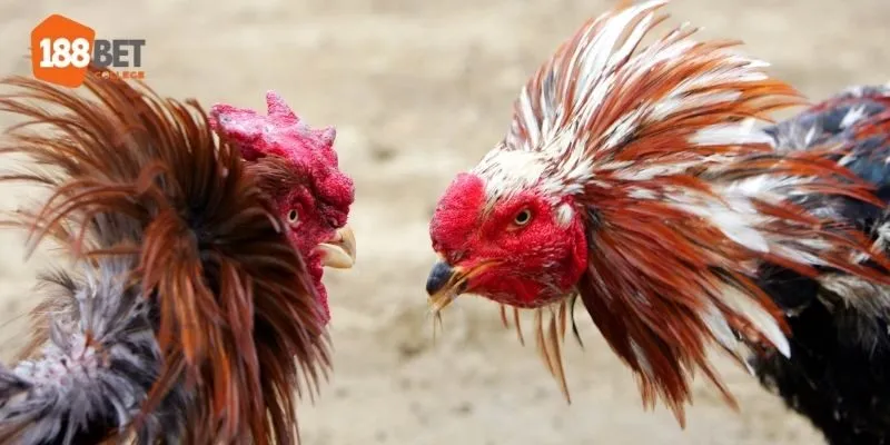 Thông tin khái quát chung về mục đá gà 188Bet 