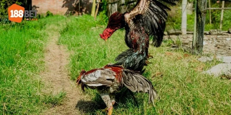 Ưu điểm thu hút khách hàng của mục đá gà tại 188Bet 